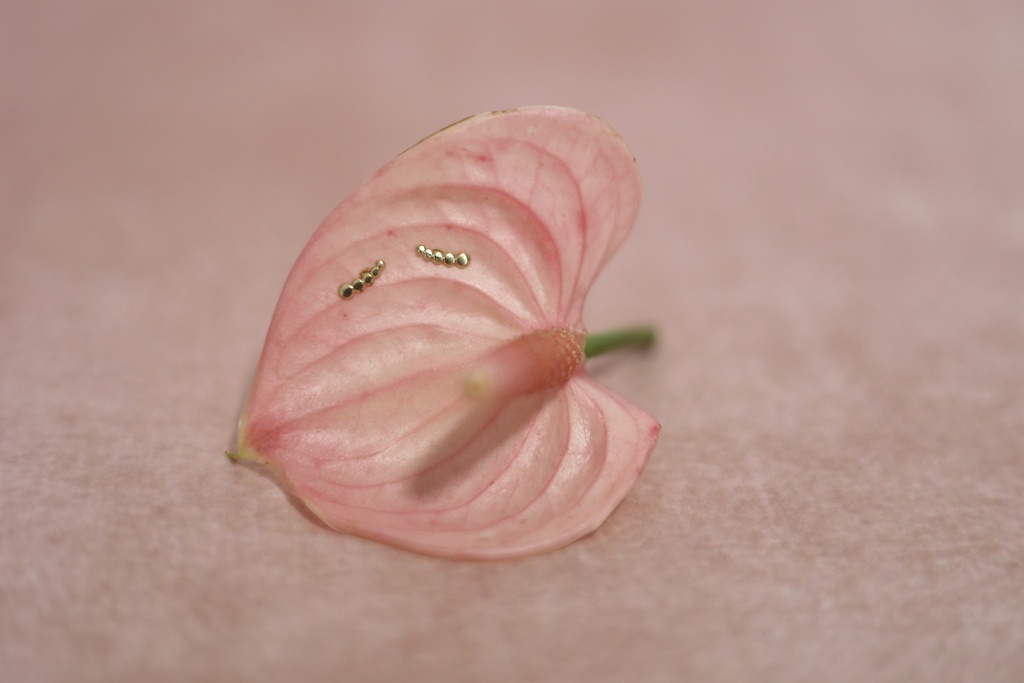 Broquel Trepador de Bolitas