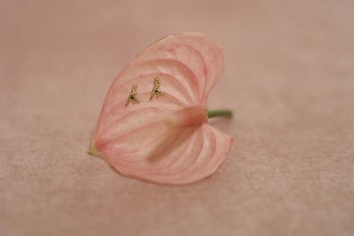 [Broquel 173] Broquel Dinosaurio T-Rex