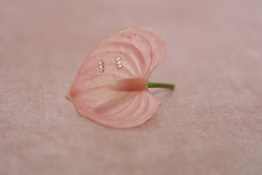 [Broquel 068] Broquel Corazón Línea Triple