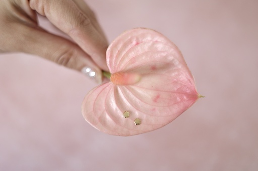 [Broquel 119] Broquel Flor Botón